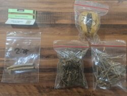 Polrestabes Surabaya Amankan Tersangka Pengedar Ganja