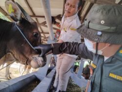 Petugas Terbatas Perkuat Dugaan Sapi Betina Bali Lolos ke Jawa?