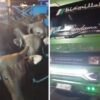 Lagi, Diduga Loloskan 15 Sapi Bali Tanpa Eartag