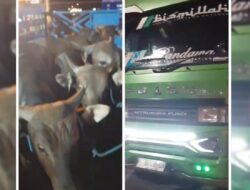 Lagi, Diduga Loloskan 15 Sapi Bali Tanpa Eartag