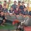 Sabung Ayam di Ambulu Jember Jadi Sorotan Masyarakat