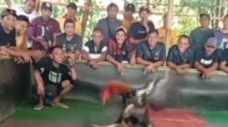 Sabung Ayam