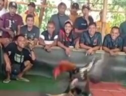 Sabung Ayam di Ambulu Jember Jadi Sorotan Masyarakat