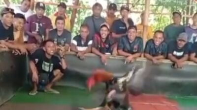 Sabung Ayam di Ambulu Jember Jadi Sorotan Masyarakat
