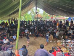Perjudian Sabung Ayam Diduga Marak di Bangli