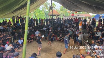 Perjudian Sabung Ayam Diduga Marak di Bangli