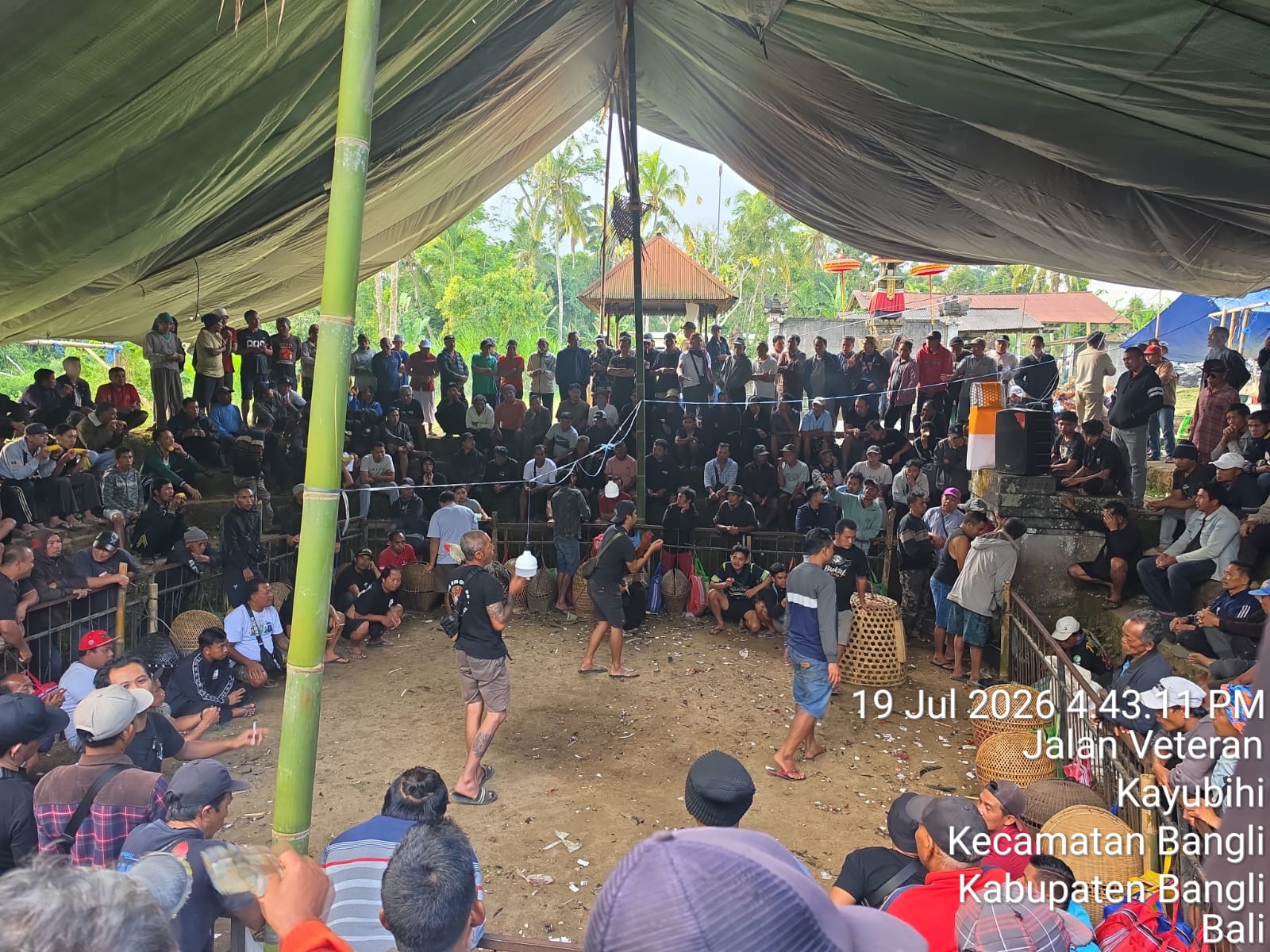 Sabung Ayam