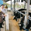 Gubernur Khofifah Tinjau Pembibitan Sapi Perah di Kota Batu