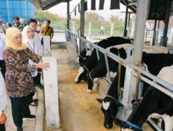 Gubernur Khofifah Tinjau Pembibitan Sapi Perah di Kota Batu