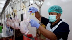 RPH Surabaya Siap Fasilitasi Pemotongan Ayam di Bratang